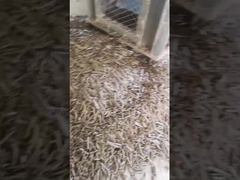 Macchina imballatrice di Ring Die Pellet Machine With della pallina della buccia del riso della biomassa verticale del mulino 5Ton/H